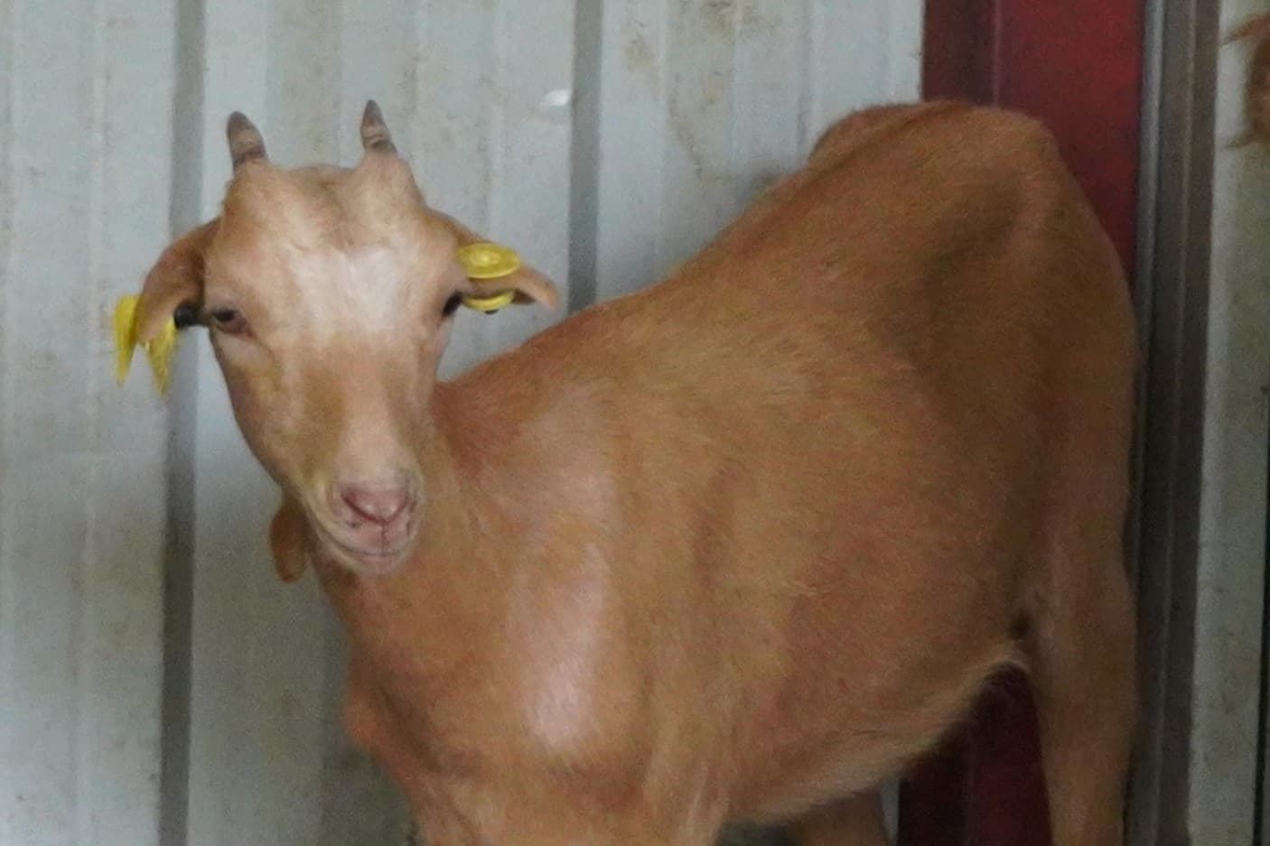 Cría de cabra recién nacida en el rebaño de Benarrabá.