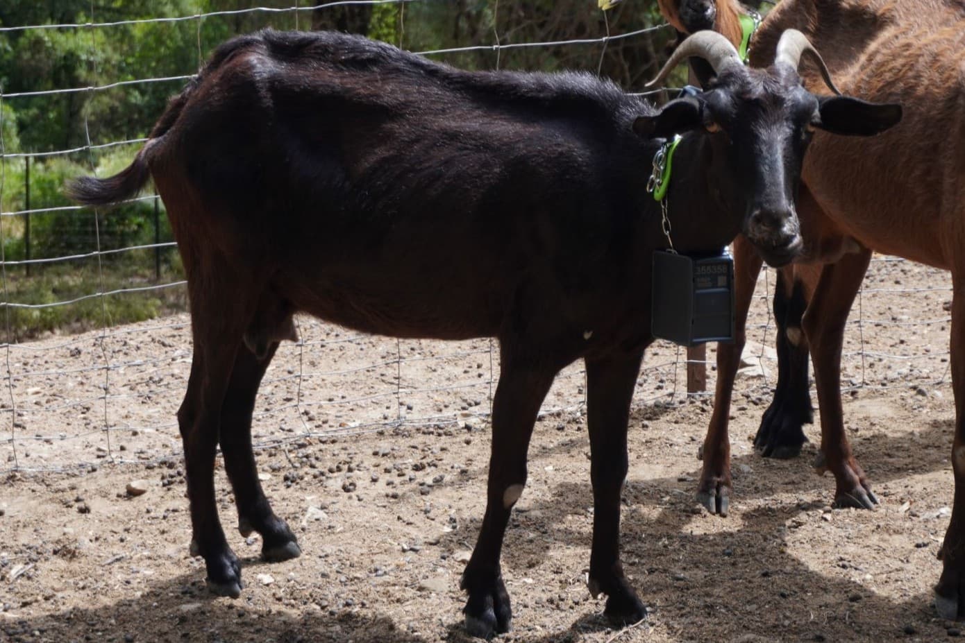 Cabra La Mora de pelaje oscuro en el monte de Benarrabá.