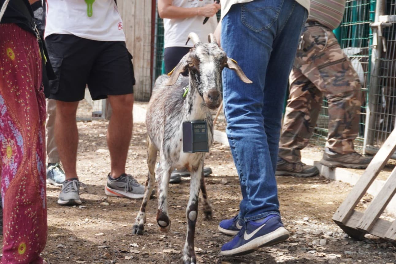 Cabra sin nombre todavía, pastando en el monte de Benarrabá.