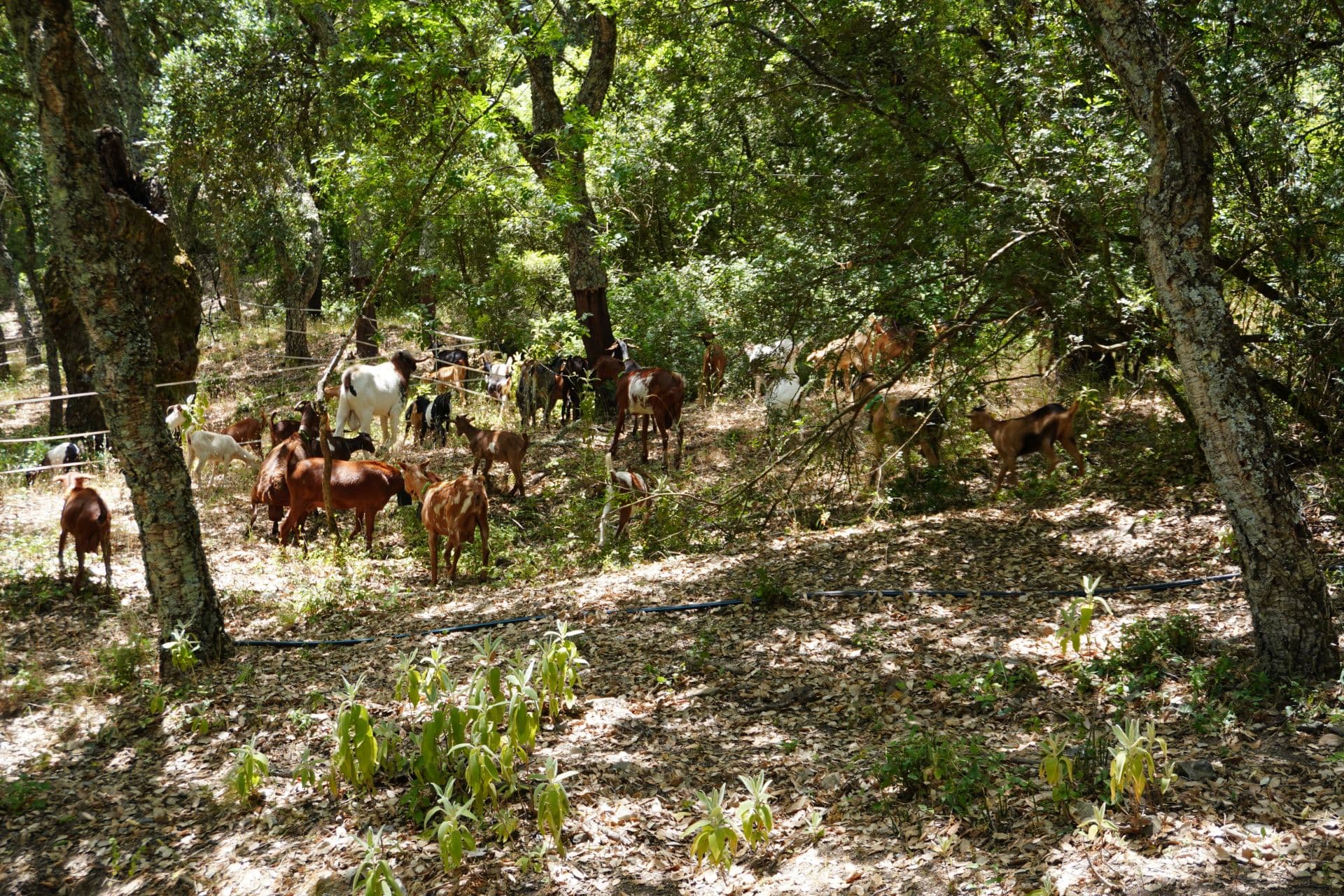 El monte de Benarrabá, paisaje que protegen las cabras bomberas.