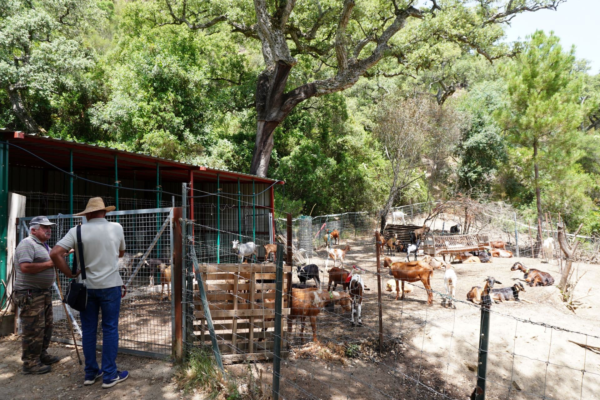 Las cabras bomberas en el corral de Benarrabá.